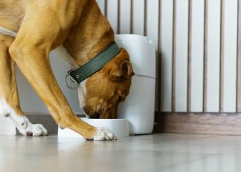 Κατοικίδια-και-τεχνολογία:-Μια-νέα-καθημερινότητα-φροντίδας-που-δεν-γίνεται-πάντα-αντιληπτή-ως-αλλαγή