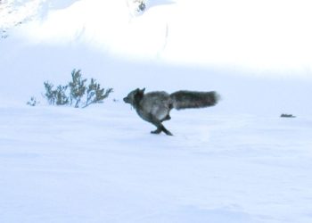 Επιστήμονες-εντόπισαν-για-πρώτη-φορά-σπάνιο-ζώο-στην-οροσειρά-της-Σιέρα-Νεβάδα,-υπάρχουν-μόνο-50-από-το-είδος-του,-δείτε-φωτογραφίες