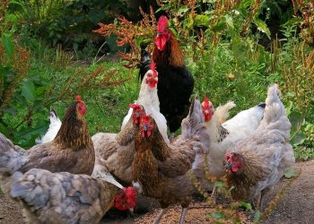 Γρίπη-των-πτηνών:-Νέα-τεχνολογία-μειώνει-το-φορτίο-του-ιού