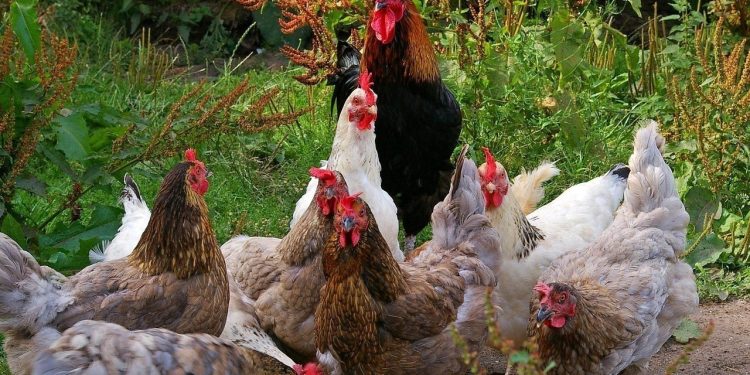 Γρίπη-των-πτηνών:-Νέα-τεχνολογία-μειώνει-το-φορτίο-του-ιού