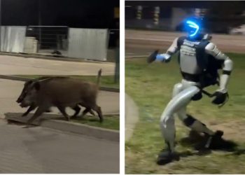 Ρομπότ-κυνηγά-αγριογούρουνα-και-γίνεται-viral-–-Το-απίστευτο-βίντεο-από-την-Πολωνία