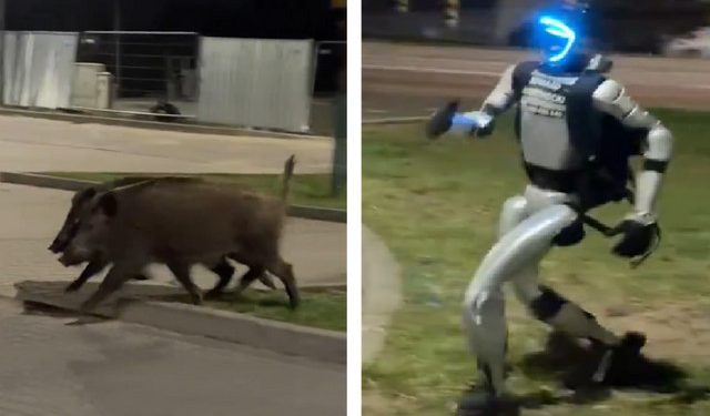 Ρομπότ-κυνηγά-αγριογούρουνα-και-γίνεται-viral-–-Το-απίστευτο-βίντεο-από-την-Πολωνία