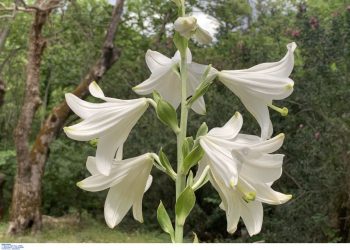 eορτολόγιο:-Ημέρα-αφιερωμένη-σε-σημαντικές-μορφές-της-Ορθοδοξίας