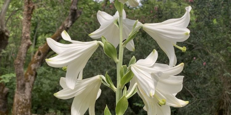 eορτολόγιο:-Ημέρα-αφιερωμένη-σε-σημαντικές-μορφές-της-Ορθοδοξίας