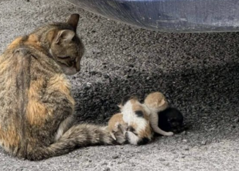 Κτηνωδία-στον-Βόλο:-Έδεσαν-νεογέννητα-γατάκια-στην-ουρά-της-μητέρας-τους