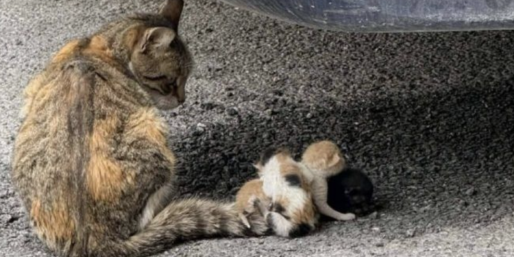 Κτηνωδία-στον-Βόλο:-Έδεσαν-νεογέννητα-γατάκια-στην-ουρά-της-μητέρας-τους