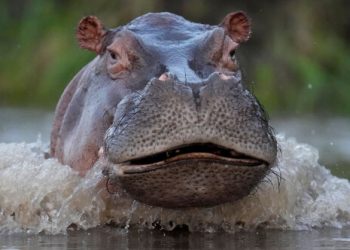 Κανείς-δεν-θέλει-τους-ιπποπόταμους-του-Πάμπλο-Εσκομπάρ:-Η-ευθανασία-ως-μόνη-λύση,-η-οικολογική-απειλή-και-οι-ακτιβιστές-που-αντιδρούν
