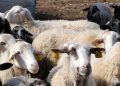 Λέσβος:-43-κρούσματα-αφθώδους-πυρετού-σε-54-εκτροφές
