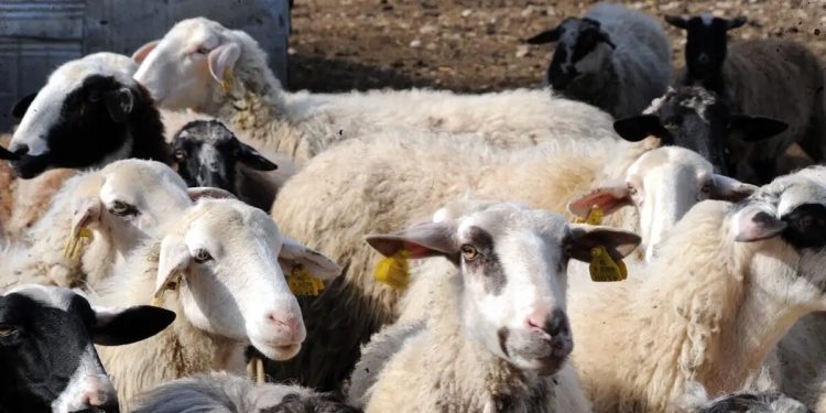 Λέσβος:-43-κρούσματα-αφθώδους-πυρετού-σε-54-εκτροφές