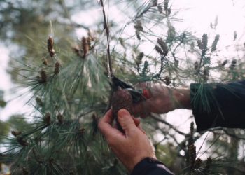 Σε-εφαρμογή-το-πρόγραμμα-φύτευσης-6.000-δέντρων-για-την-ενίσχυση-του-παράκτιου-πευκοδάσους-της-Σάνης-στη-Χαλκιδική