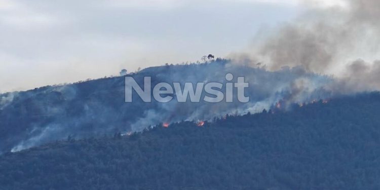 Συνελήφθη-51χρονος-για-τη-φωτιά-στην-Άμπελο-Αχαΐας-–-Σε-εξέλιξη-το-πύρινο-μέτωπο