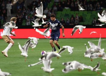 Αυστραλία:-«Εισβολή»-γλάρων-δημιούργησε-χάος-σε-ποδοσφαιρικό-αγώνα