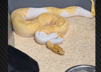 Απίστευτη-υπόθεση-στην-Πολωνία,-βρέθηκαν-148-βασιλικοί-πύθωνες-σε-διαμέρισμα