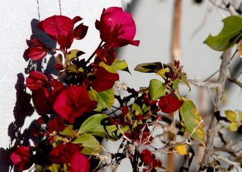 Εορτολόγιο:-Ποιοι-γιορτάζουν-σήμερα,-Κυριακή-19-Απριλίου