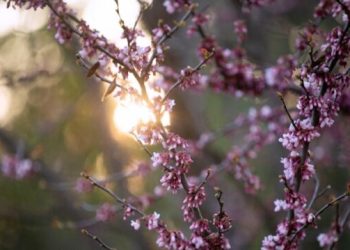 Ανοιξιάτικο-σκηνικό-με-θερμοκρασία-μέχρι-23-βαθμούς-–-Η-πρόγνωση-μέχρι-την-Πέμπτη