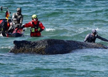 Αγωνιώδεις-προσπάθειες-για-τη-διάσωση-της-«Τίμι»,-της-φάλαινας-που-έχει-εγκλωβιστεί-σε-παράλια-της-Βαλτικής-από-τις-23-Μαρτίου,-δείτε-βίντεο