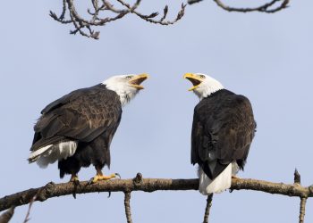 ΥΠΕΝ:-Ισορροπία-ανάπτυξης-και-προστασίας-σε-περιοχές-natura-2000