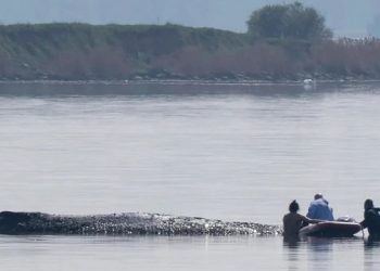 Μάχη-για-την-«Τίμι»:-Συνεχίζονται-οι-προσπάθειες-διάσωσης-της-φάλαινας-που-εξόκειλε-στη-Βαλτική