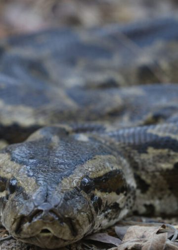 Πολωνία:-Η-αστυνομία-ανακάλυψε-148-πύθωνες-σε-πολυκατοικία