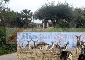 Πύργος:-Ελάφια-«το-έσκασαν»-από-περιφραγμένο-χώρο-και-προκάλεσαν-τροχαία