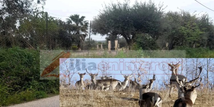 Πύργος:-Ελάφια-«το-έσκασαν»-από-περιφραγμένο-χώρο-και-προκάλεσαν-τροχαία