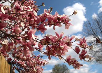 Πώς-θα-φροντίσετε-τα-λουλούδια-σας-τώρα-που-ανεβαίνει-η-θερμοκρασία