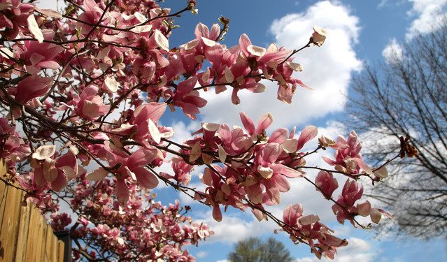 Πώς-θα-φροντίσετε-τα-λουλούδια-σας-τώρα-που-ανεβαίνει-η-θερμοκρασία