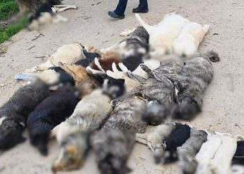 Χαλκιδική:-Κτηνωδία-με-μαζική-θανάτωση-21-σκύλων,-τους-έδωσαν-δηλητηριασμένα-δολώματα
