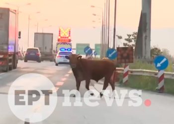 Αναστάτωση-από-αγελάδα-που-έτρεχε-στην-Εθνική-Οδό-στο-ύψος-της-Σίδνου,-δείτε-βίντεο